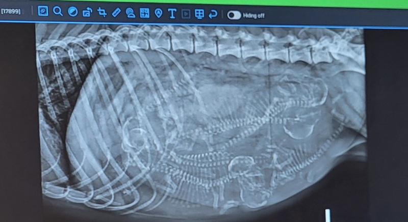 Dalmatian Pups CKC Health Tested DNA and OFA tested parents : crate and potty training started