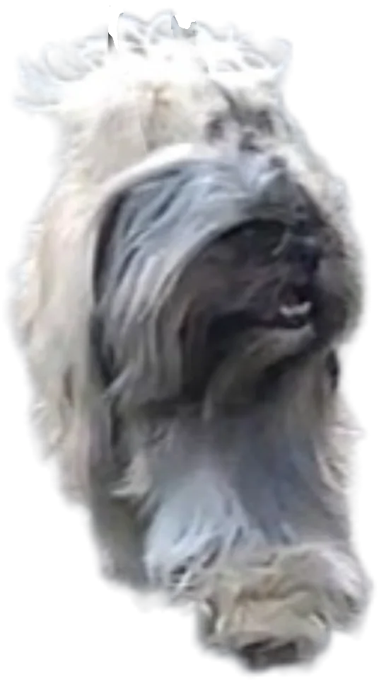 Image description