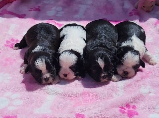 Shih Tzu AKC Health Tested DNA & OFA Parents : potty training and crate training started